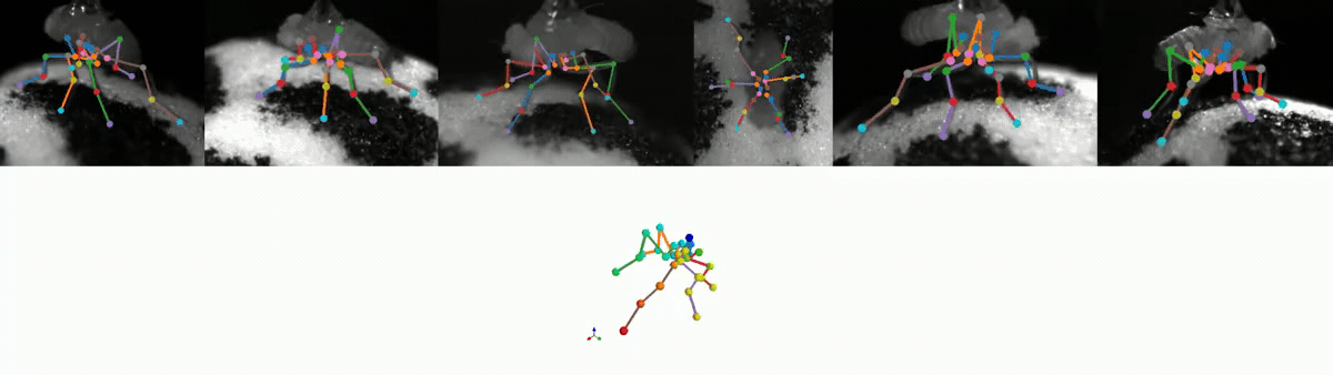 _images/tracking_3cams_full_slower5.gif